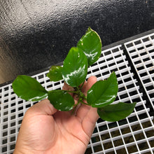 Load image into Gallery viewer, Anubias Nana Barteri