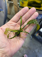 Load image into Gallery viewer, Aponogeton Boivinianus