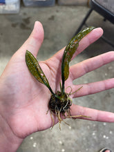 Load image into Gallery viewer, Aponogeton Boivinianus