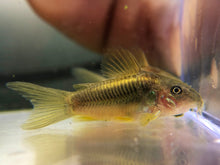 Load image into Gallery viewer, Gold Laser Cory (Corydoras sp. CW010)
