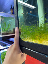 Load image into Gallery viewer, Common Bristlenose (Ancistrus sp.)