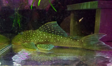Load image into Gallery viewer, L128 Blue Phantom (Hemiancistrus sp.)
