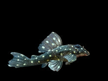 Load image into Gallery viewer, L201 Snowball Pleco (Hypancistrus sp.)
