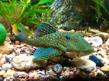 Load image into Gallery viewer, L128 Blue Phantom (Hemiancistrus sp.)