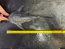 Load image into Gallery viewer, Blue-Eyed Panaque (Panaque cochliodon)