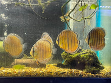 Load image into Gallery viewer, Wild Discus(Symphysodon sp. Alenquer Red Large)