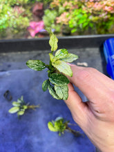 Load image into Gallery viewer, Anubias Barteri Nana Pinto