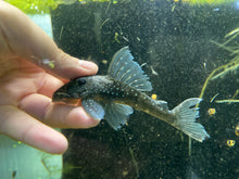 Load image into Gallery viewer, L128 Blue Phantom (Hemiancistrus sp.)