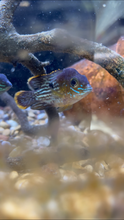 Load image into Gallery viewer, Green Terror (Andinoacara Rivulatus)