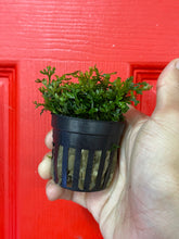 Load image into Gallery viewer, Bolbitis Heteroclita Difformis (Baby Leaf)