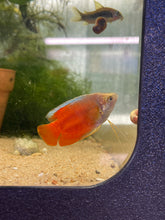 Load image into Gallery viewer, Flame / Blood Red Dwarf Gourami (Trichogaster lalia)