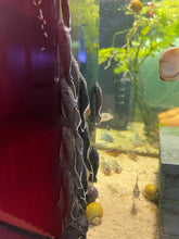 Load image into Gallery viewer, Starlight Bristlenose (L183)