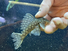 Load image into Gallery viewer, L020 Polka Dot Pleco (Hypancistrus sp.)