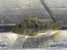 Load image into Gallery viewer, Geophagus Altifrons