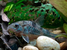 Load image into Gallery viewer, Hi-Finned Peppered Cory (Corydoras paleatus)
