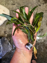 Load image into Gallery viewer, Hygrophila Angustifolia Rubra