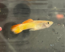 Load image into Gallery viewer, Tequila Sunrise Guppy (Poecilia reticulata)