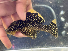 Load image into Gallery viewer, L018 Big-Spot Gold Nugget