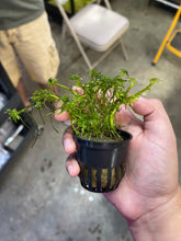 Load image into Gallery viewer, Pogostemon Helferi