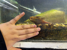 Load image into Gallery viewer, Common Bristlenose (Ancistrus sp.)