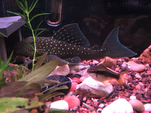 Load image into Gallery viewer, L128 Blue Phantom (Hemiancistrus sp.)