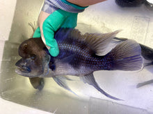 Load image into Gallery viewer, Black widow Frontosa (Cyphotilapia frontosa)