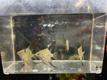Load image into Gallery viewer, Bulgarian Seal Point Angelfish (Pterophyllum scalare)
