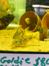 Load image into Gallery viewer, Hi-Finned Peppered Cory (Corydoras paleatus)