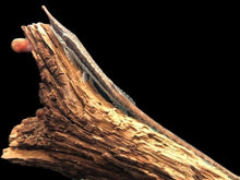 Load image into Gallery viewer, Twig Catfish (Farlowella acus)