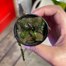 Load image into Gallery viewer, Crypt Wendtii Tropica