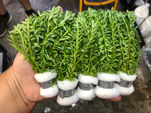 Load image into Gallery viewer, Rotala Nanjenshan