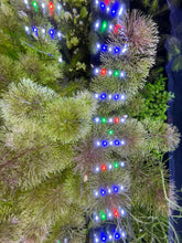 Load image into Gallery viewer, Limnophila Heterophylla