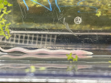 Load image into Gallery viewer, Blind Spiny Eel (Mastacembelus Brichardi)