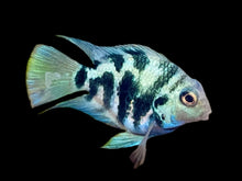 Load image into Gallery viewer, Polar Parrotfish ( (Amphilophus citrinellus × Paraneetroplus synspilus)