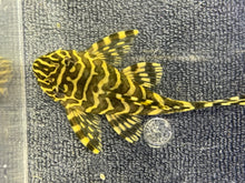 Load image into Gallery viewer, L134 Leopard Frog (Peckolita Compta)