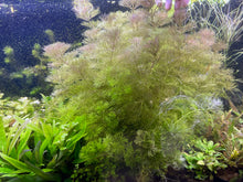 Load image into Gallery viewer, Limnophila Heterophylla