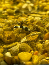 Load image into Gallery viewer, Panda Loach