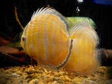 Load image into Gallery viewer, Wild Discus(Symphysodon sp. Alenquer Red Large)