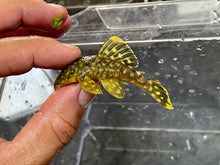 Load image into Gallery viewer, L018 Big-Spot Gold Nugget