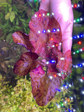 Load image into Gallery viewer, Red Tiger Lotus