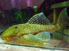 Load image into Gallery viewer, L128 Blue Phantom (Hemiancistrus sp.)