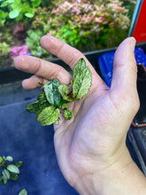 Load image into Gallery viewer, Anubias Barteri Nana Pinto