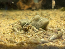 Load image into Gallery viewer, Assassin Snail (Clea Helena)