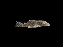 Load image into Gallery viewer, Common Bristlenose (Ancistrus sp.)