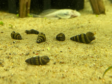 Load image into Gallery viewer, Assassin Snail (Clea Helena)
