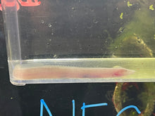 Load image into Gallery viewer, Blind Spiny Eel (Mastacembelus Brichardi)