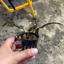 Load image into Gallery viewer, Crypt. Wendtii Brown