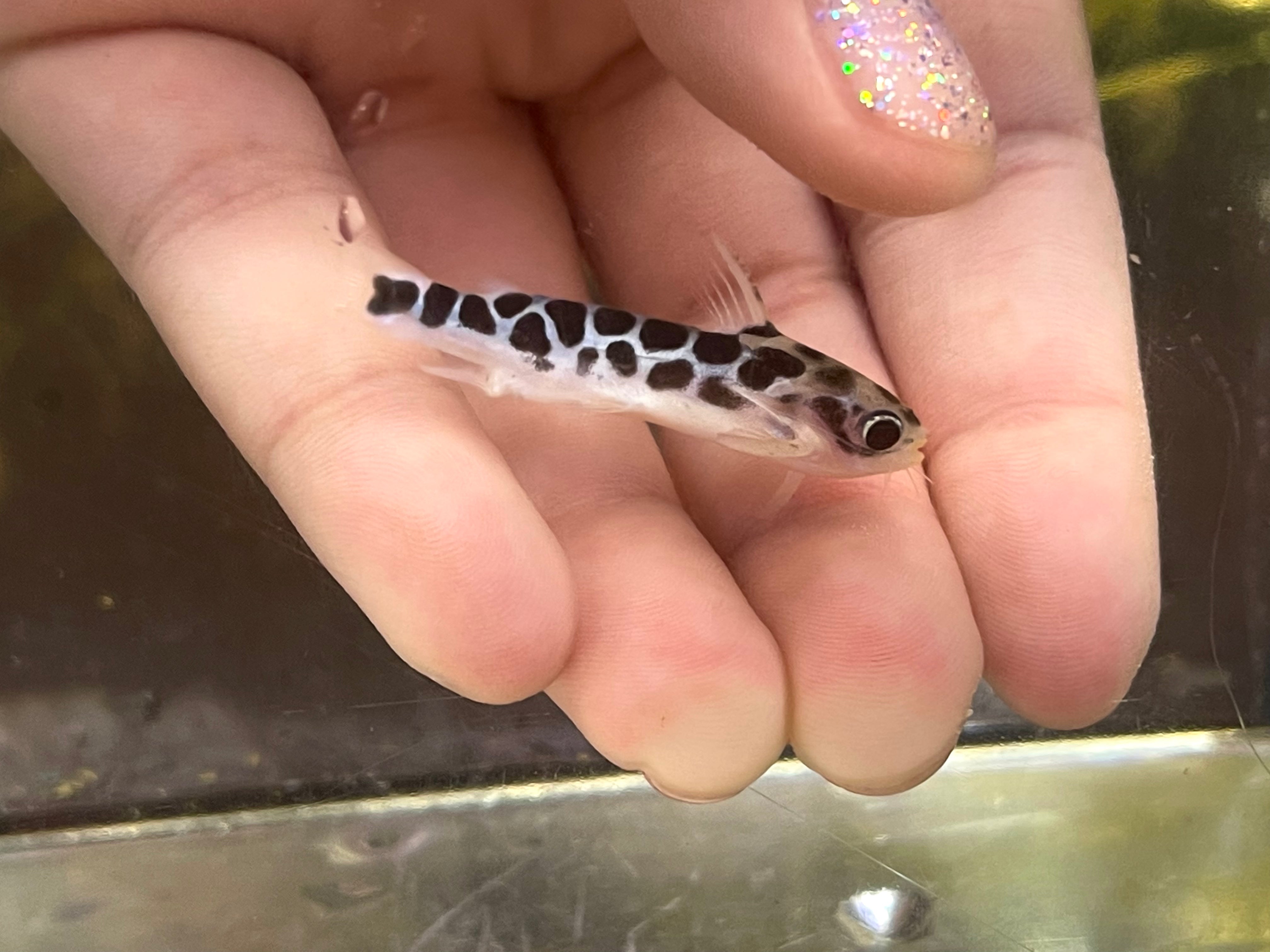 Catfish Armored Cat Aquatics LLC