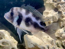 Load image into Gallery viewer, Black widow Frontosa (Cyphotilapia frontosa)
