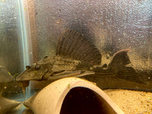 Load image into Gallery viewer, Rhino Plecostomus (Pterygoplichthys scrophus)